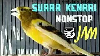 Full 5 Jam Nonstop Kicau Kenari Sangat Cocok Buat Pancingan Burung Kesayangan Anda [upl. by Ardeen886]