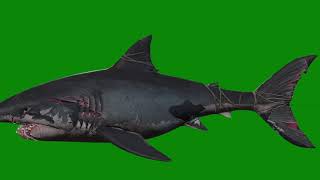 Great white shark Animated 3D Green Screen [upl. by Kcirdle]