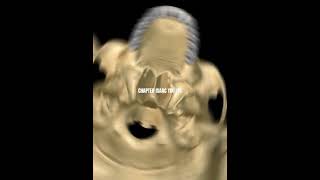 110 of 10000Health AcademyBiomedical SciencesAnatomy amp PhysiologyThe Cross section of the Skull [upl. by Ailil]