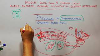 CVS 195  Epicardial coronary arteries  Subendocardial arterial plexus  coronary circulation [upl. by Jo698]