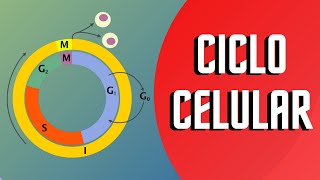 CICLO CELULAR Y SUS FASES  Interfase y Mitosis [upl. by Esinej]