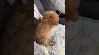 pets 自驾游 搞笑 [upl. by Naud16]