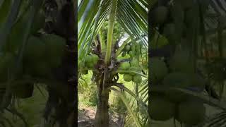 Coconut 🌴 shorts agriculture fruit coconut [upl. by Bardo]