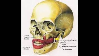 Крылонижнечелюстной шов raphe pterygomandibularis [upl. by Annail689]