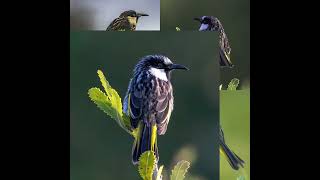 4 Some  White Cheeked Honey Eater [upl. by Masuh]