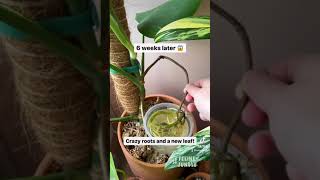 Monstera Plant Care Experiment Success Swiss Cheese Plant shorts [upl. by Knowland]