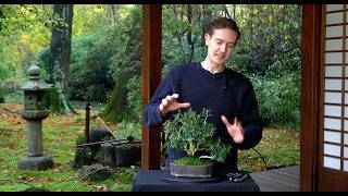 Making a Buxus Bonsai  Part II [upl. by Agnot]