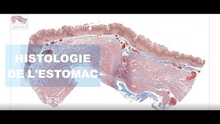 Histologie de lestomac [upl. by Rosalinda391]