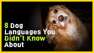 Eight Essential Dog Languages and Signals Every Dog Owner Should Know [upl. by Margareta]