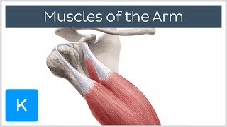 Muscles of the arm  Origin Insertion amp Innervation  Human Anatomy  Kenhub [upl. by Eylatan]