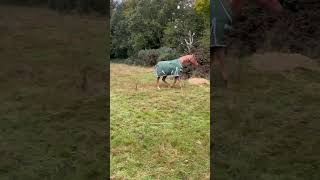 Moved Darcey Leo amp Grebe out of the mud for a few weeks to rest our field horse horses equine [upl. by Miquela818]