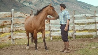 Wild Patagonian Horse Is Masterfully Tamed  Wild Patagonia  BBC Earth [upl. by Bollen715]