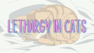 Lethargy in Cats [upl. by Tormoria335]