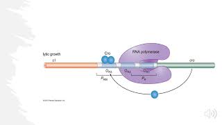 Lambda Bacteriophage Lytic vs Lysogenic Decision Explained [upl. by Wiltsey]