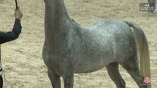 El Jadida 2024 Moroccan Arab Horse Breeders Cup JCC [upl. by Nwadrebma624]