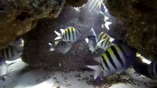 Snorkeling at the Boynton Beach Inlet Boynton Beach FL [upl. by Otaner]