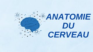 Anatomie du cerveau [upl. by Gentilis]