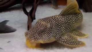 L014 Sunshine Pleco [upl. by Bora]