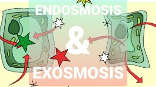 Endosmosis amp Exosmosis  icse plant physiology [upl. by Acirne]