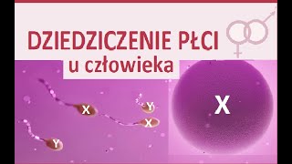 Dziedziczenie płci u człowieka [upl. by Merry895]