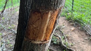 Girdling a Bradford pear tree [upl. by Ahseekan414]