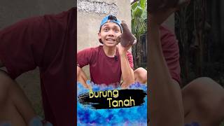 Burung Tanah  KokoAdent [upl. by Lemuelah]