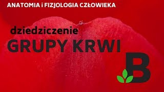 Dziedziczenie grupy krwi u człowieka  KOREPETYCJE z BIOLOGII  248 [upl. by Nary]