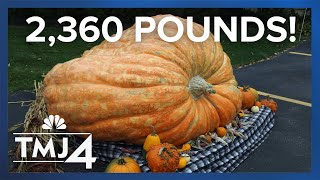 Growing a giant 2360 pound pumpkin [upl. by Olympias]