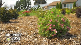 Meet Bella Bellissima® Potentilla [upl. by Einahpet]