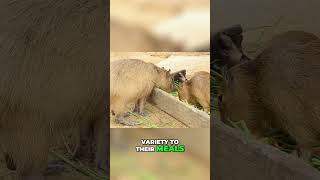 Meet the Capybara The Social Giant of the Amazon [upl. by Judson394]