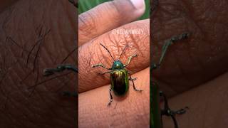 Dogbane Leaf Beetle Handling 🪲 [upl. by Lletnwahs]