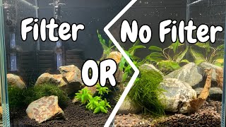 🦐 Shrimp Tank Essentials Do You Really Need a Filter [upl. by Kraft]