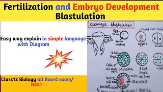 Fertilization l fertilization of egg and sperm in human l Neet l fertilization amp Embryo Development [upl. by Naitsirk]