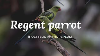 Regent parrot Rock pebbler Polytelis anthopeplus [upl. by Ymrej7]