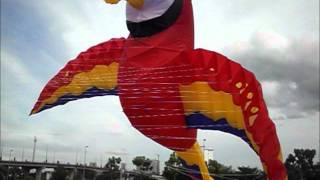 Premier Mega Macaw Inflatable Kite  By Impian Team Malacca wmv [upl. by Yseulta]