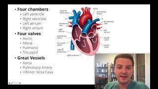 Had an echocardiogram Heres how to understand your results [upl. by Elleimac437]