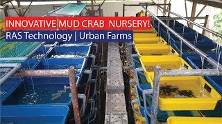 Innovative Urban Mud Crab Farming Nursery with RAS Technology [upl. by Sage]