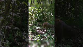 aguti agouti ElSalvador bwild [upl. by Rawden308]