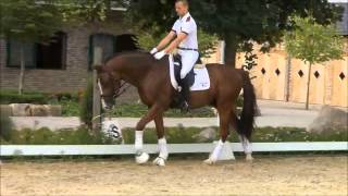 wwwdressagetalentscom  Moorlands Grizou [upl. by Regdor]