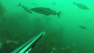 Spearfishing Norway Saltstraumen 18 [upl. by Loats794]