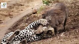 1Wild Battle The Showdown Between Leopard and Warthog  Wildlife Life Wildlife naturelovers [upl. by Petronille]