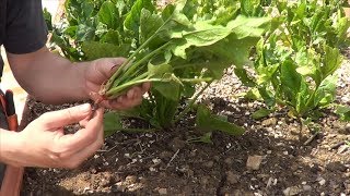 Como Y Cuando Cosechar Espinacas En El Huerto  La Huertina De Toni [upl. by Aloiv]