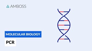 Polymerase Chain Reaction PCR DNA Amplification [upl. by Emalia]