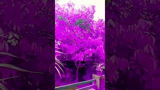 Purple land please like share subscribe click the 🔔 button [upl. by Landsman617]