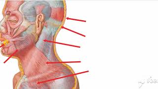 Platysma muscle [upl. by Ruthie]