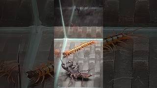 Vinegaroon vs Scolopendra  Uropygi vs centipede [upl. by Einnol597]