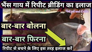 भैंस गाय में रिपीट ब्रीडिंग का इलाजबारबार बोलनागाय भैंस का फिर जानाRepeat Breeding Treatment [upl. by Haidej930]