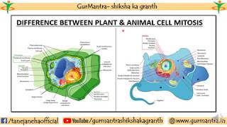 DIFFERENCE BETWEEN PLANT AND ANIMAL CELL MITOSIS [upl. by Pamela]