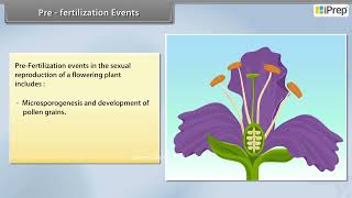 Pre Fertilization Events  Sexual Reproduction in Flowering Plants  Biology  Class 12th  iPrep [upl. by Gun323]