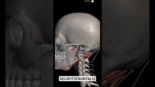 Occipitofrontalis Action anatomyphysiology muscle anatomy doctor eyes animation [upl. by Roach]